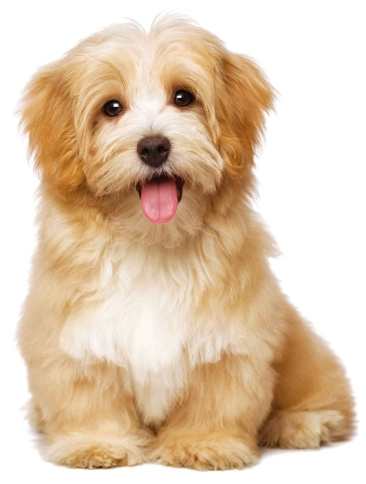 寵物腸胃問題 寵物腸胃問題