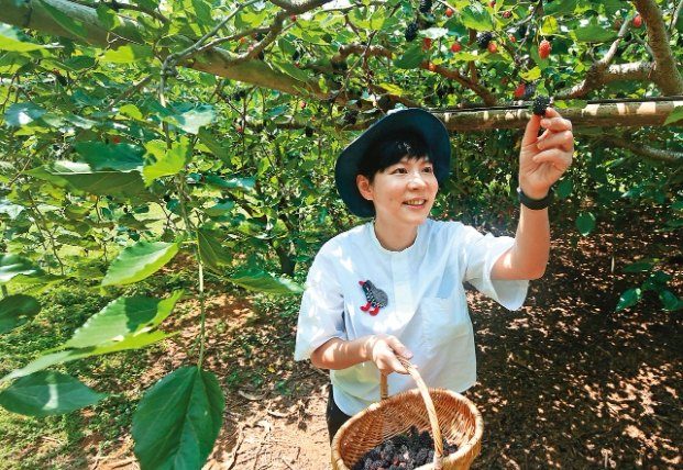 卓蘭水果產季