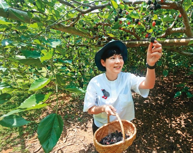 卓蘭水果產季全攻略：最佳採收時節與品種推薦