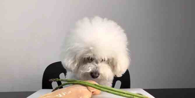 蘆薈對狗狗有害嗎 蘆薈對狗狗有害嗎