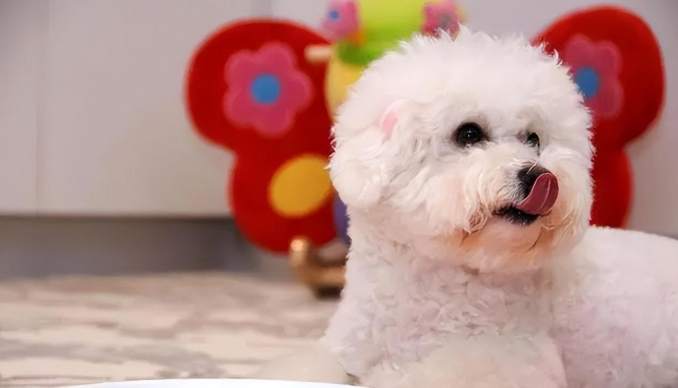 比熊飲食玉米 比熊飲食玉米