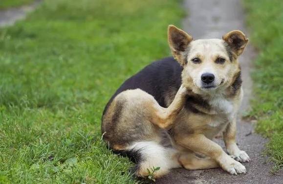 狗狗寄生蟲治療