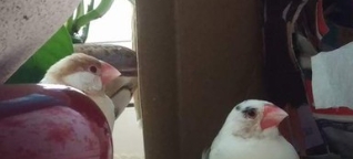 文鳥飼養技巧 文鳥飼養技巧