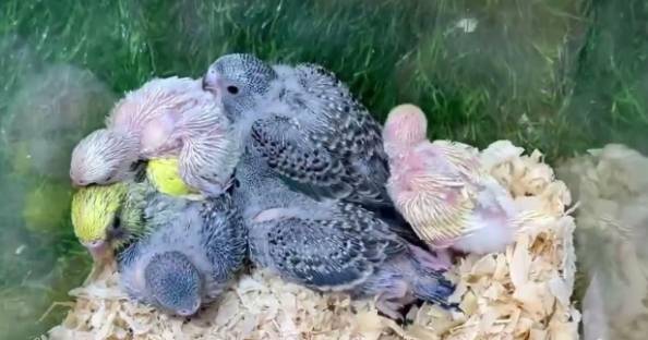 幼鳥餵食方法 幼鳥餵食方法