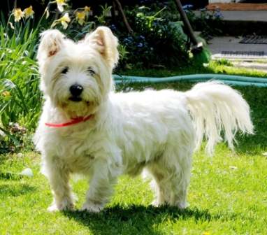小型犬飼養 小型犬飼養