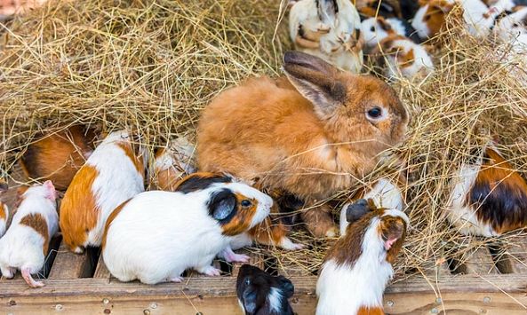 天竺鼠兔子一起養 天竺鼠兔子一起養