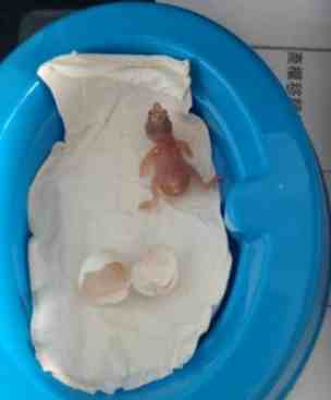 幼鳥飼料泡水比例 幼鳥飼料泡水比例