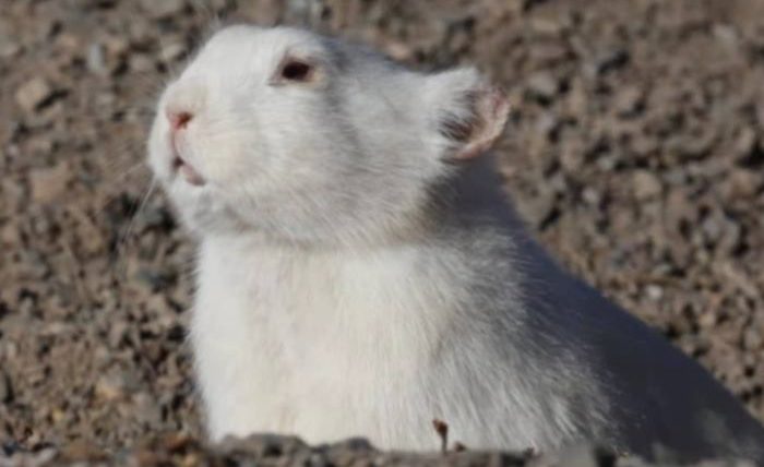 高原鼠兔可以養嗎