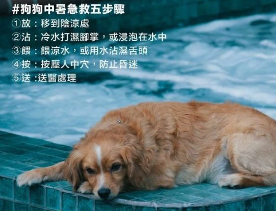 狗狗會中暑嗎