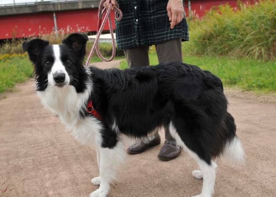 邊境牧羊犬教養方法 邊境牧羊犬教養方法