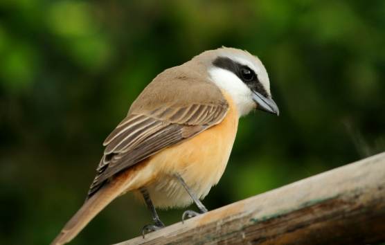 養鳥壞處 養鳥壞處