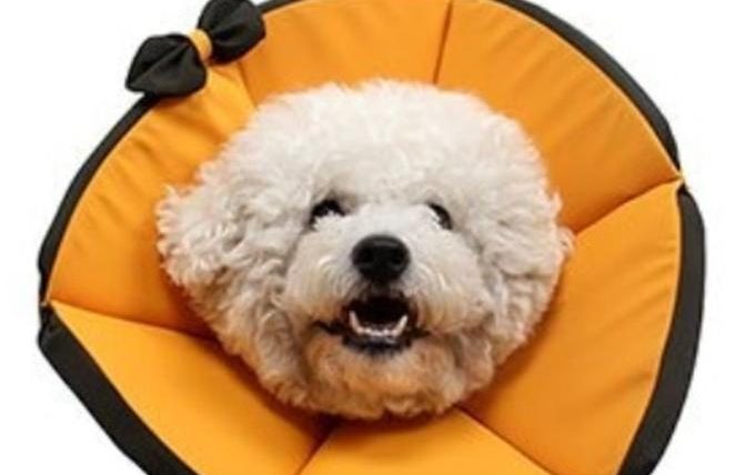 狗狗防咬頭套推薦