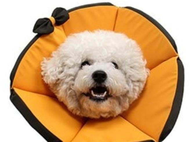 狗狗防咬頭套推薦：完整選購指南與熱門品牌實測評比