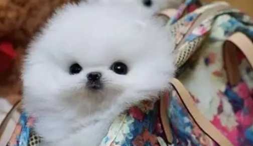 茶杯犬價格新加坡 茶杯犬價格新加坡