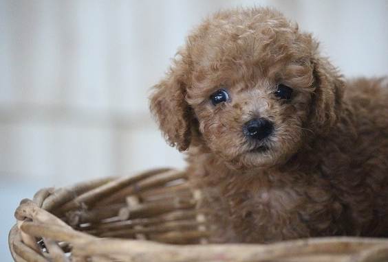 茶杯貴賓狗價格 茶杯貴賓狗價格