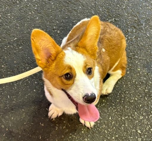 柯基訓練方法 柯基訓練方法