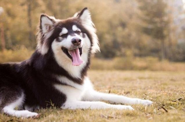 黃金獵犬訓練 黃金獵犬訓練