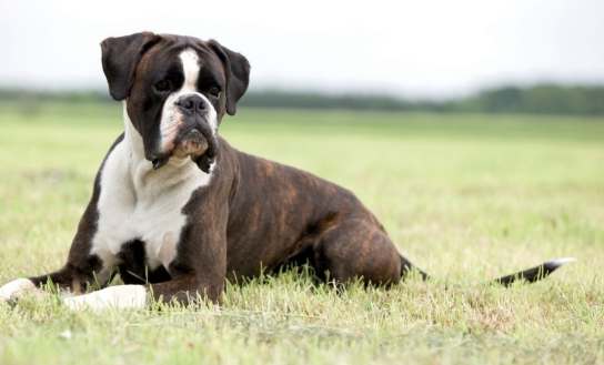 家庭護衛犬推薦 家庭護衛犬推薦