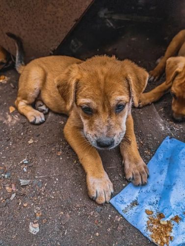 寵物急救處理 寵物急救處理