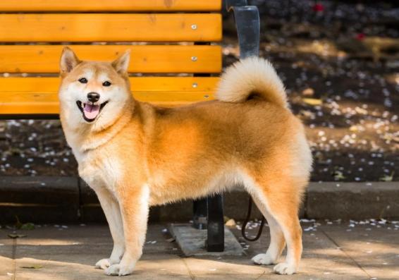 柴犬性格 柴犬性格