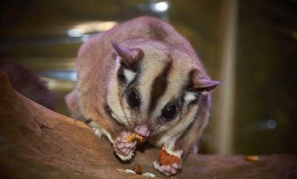 蜜袋鼯咬人怎麼辦