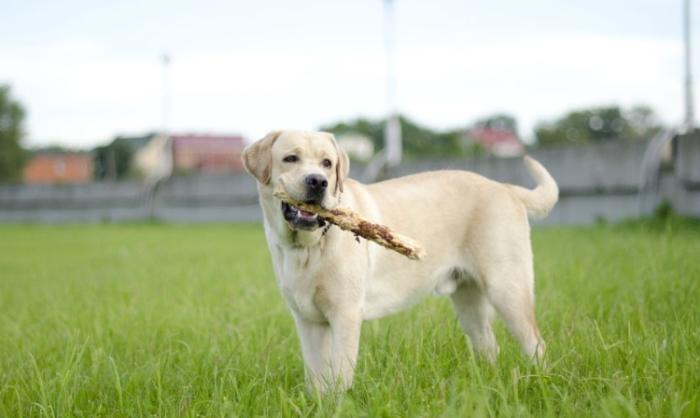 拉布拉多智商多少
