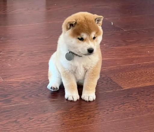 柴犬常見疾病 柴犬常見疾病