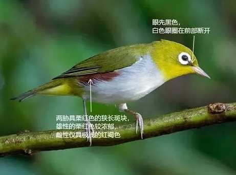 綠繡眼生病症狀