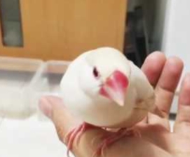 母文鳥唱歌 母文鳥唱歌