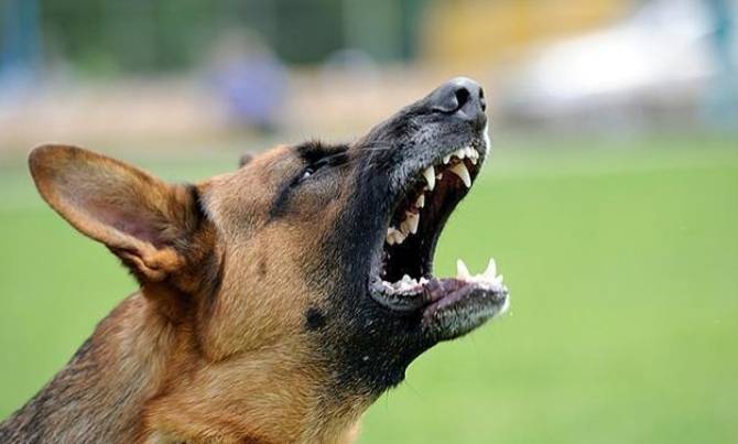 狗狗亂叫怎麼辦 狗狗亂叫怎麼辦