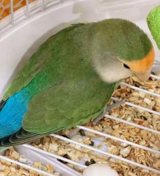 鸚鵡生蛋問題 鸚鵡生蛋問題