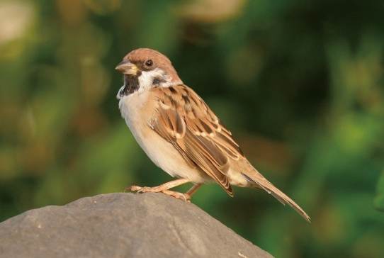 麻雀能活多久 麻雀能活多久