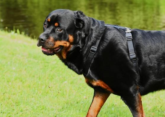 護衛犬特質 護衛犬特質