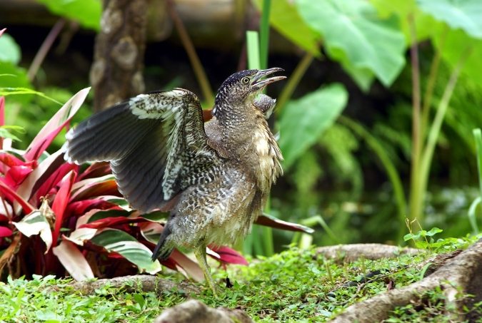 黑冠麻鷺亞成鳥