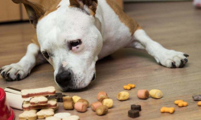 狗吃鮮食的壞處