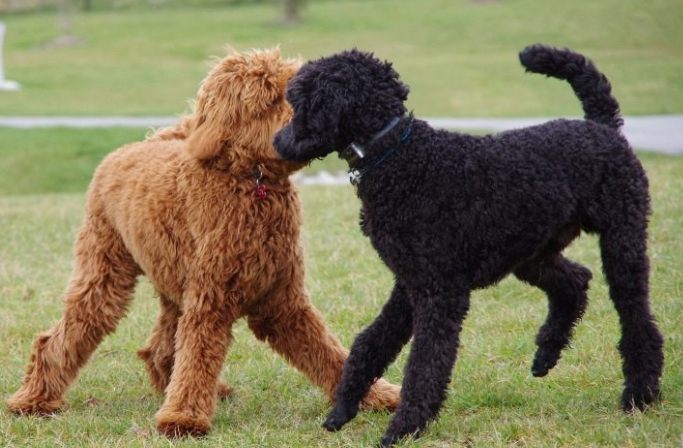 大型卷毛犬品種