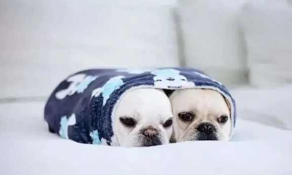 狗狗食慾不振 狗狗食慾不振