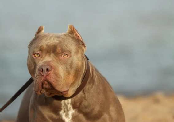 兇猛狗品種 兇猛狗品種