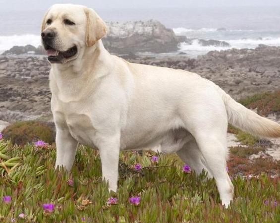 拉布拉多犬飼養困難
