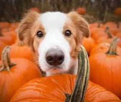 狗狗飲食注意事項