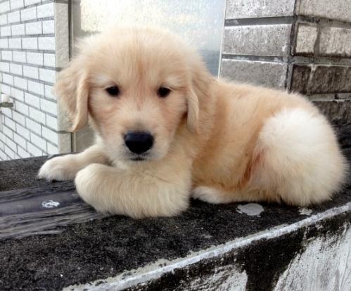 寵物血便處理 寵物血便處理