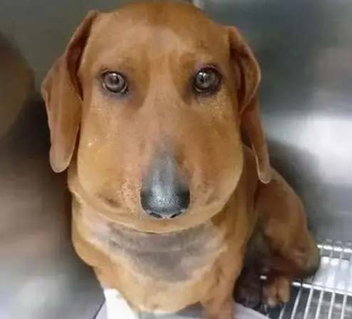 寵物蜜蜂叮急救 寵物蜜蜂叮急救