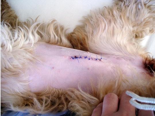 公狗結紮後變化 公狗結紮後變化