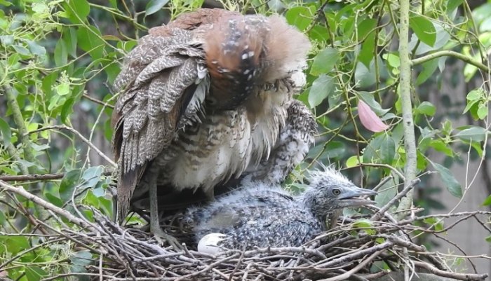 黑冠麻鷺巢保護