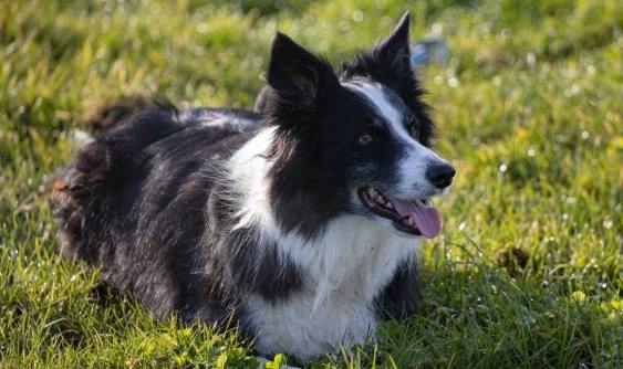 邊境牧羊犬行為矯正 邊境牧羊犬行為矯正