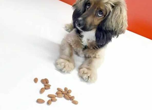 狗杏仁