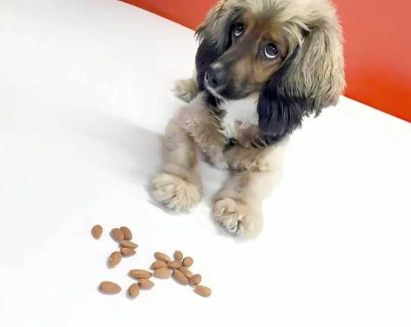 狗杏仁安全 狗杏仁安全