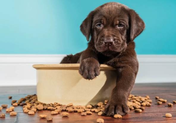 狗狗吐血原因 狗狗吐血原因