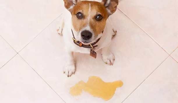 狗狗嘔吐原因 狗狗嘔吐原因