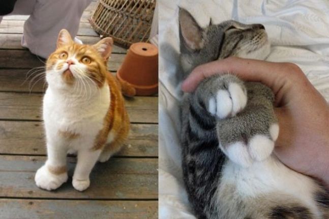 貓咪被蜜蜂叮處理 貓咪被蜜蜂叮處理